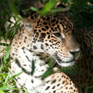 Katja, jaguar
